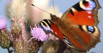Motyle w domu i w ogrodzie - poradnik ogrodnika