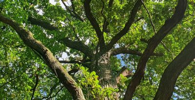 Lasy Grądowe wokół Jezior Zuńskiego i Szpęgawskiego