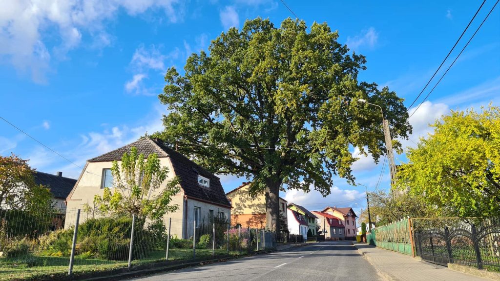 pomnik przyrody dab szlachta