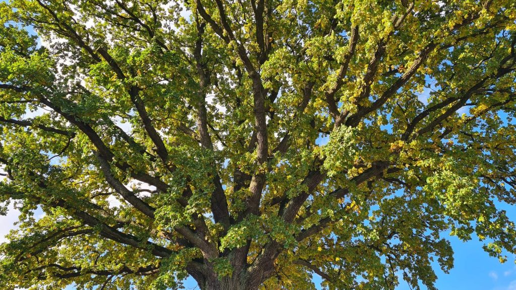 pomnik przyrody dab szlachta