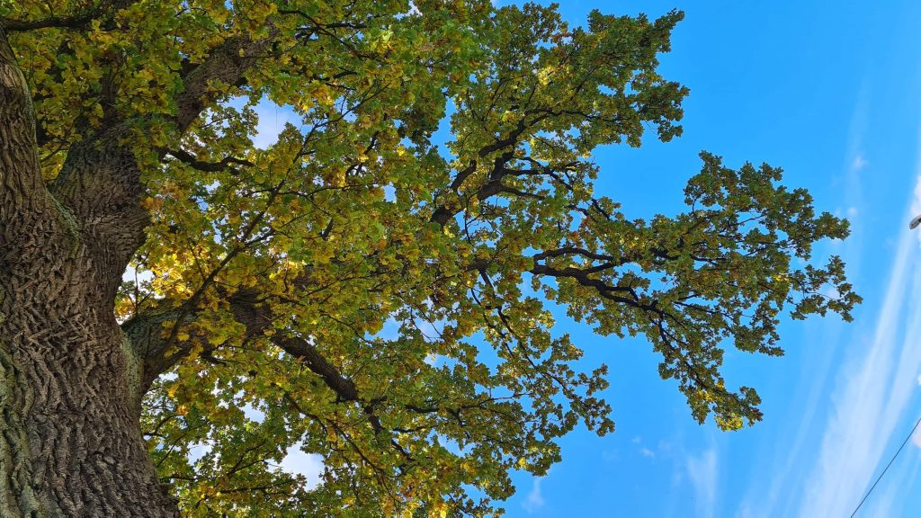 pomnik przyrody dab szlachta