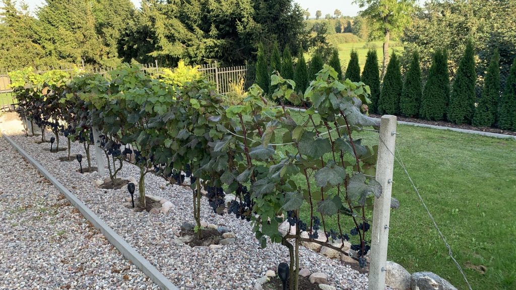 Pod orzechem Agroturystyka i winnica miradowo