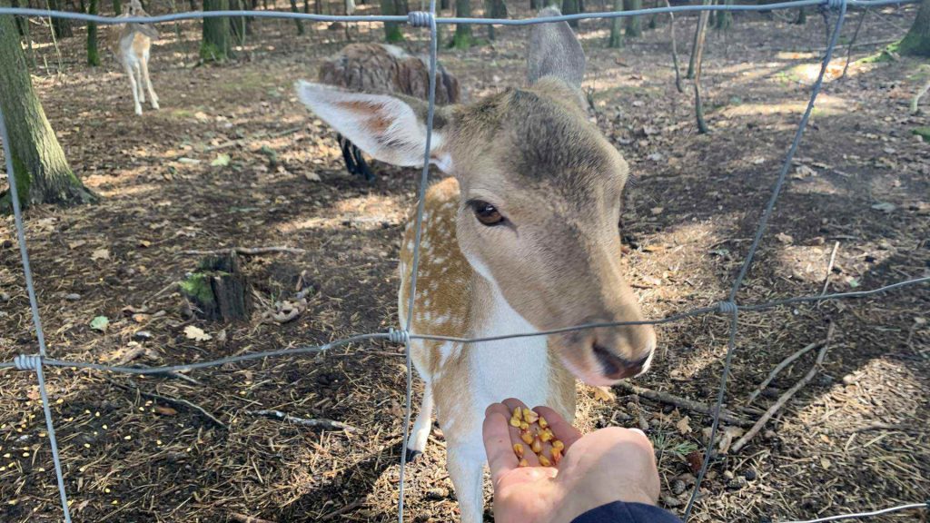 agroturystyka zaczarowany folwark