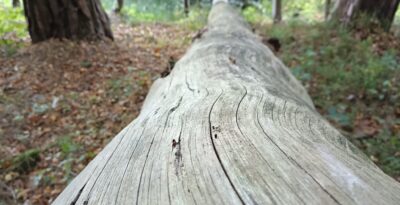 Noc na wyspie Borzechowskiej