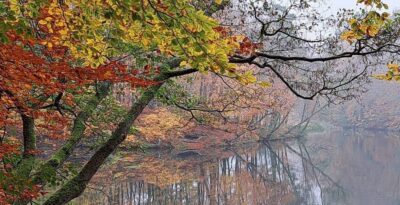 Wędrówka leśna z wizytą w jesiennym arboretum w Wirtach