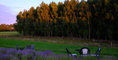 Zachód słońca z lawendą